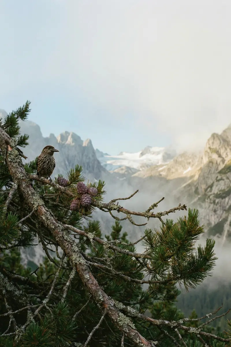 Tannenhaeher im Zirbenwald auf 2000m mit harzigen Zapfen – die natuerliche Herkunft der Zirbenprodukte von GeschenkeReich Tirol.